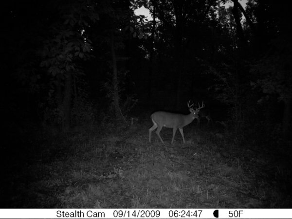 Stealth Cam - Whitetail Buck