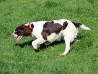 Jodi_EnglishSpringerSpaniel.jpg