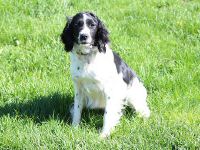 LucyLou_EnglishSpringerSpaniel.jpg