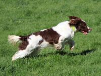 Snaps_EnglishSpringerSpaniel.jpg