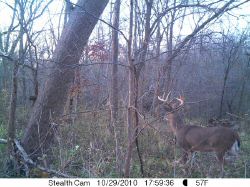 StealthCam on 10/29/10