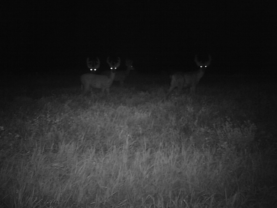 Stealth Cam - Whitetail Buck